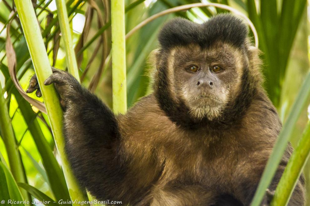 Imagem de um lindo macaquinho no Parque Nacional de Itatiaia.